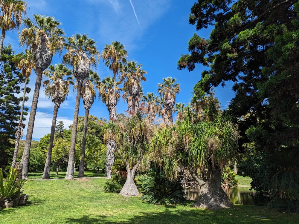 A variety of lush, exotic plants and tall palm trees thriving in the beautiful Lisbon Botanical Garden on a sunny day.