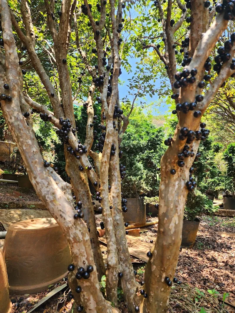 Vườn nho thân gỗ