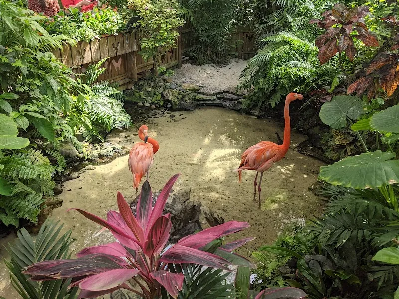The Key West Butterfly and Nature Conservatory